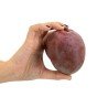 Mango Kent Mango Kent