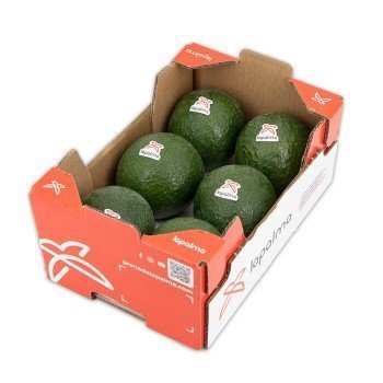 Aguacate Reed