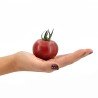 Tomate TomViolet Tomate TomViolet