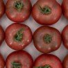 Tomate TomViolet Tomate TomViolet