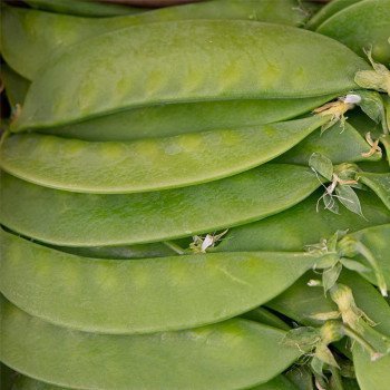 Tirabeque detalle