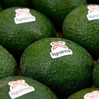 Aguacate Reed Detalle