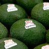 Aguacate Reed Detalle Aguacate Reed Detalle