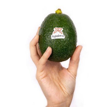 Aguacate Reed en Mano